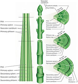 Progressive sections of a stem, showing internal development and growth.